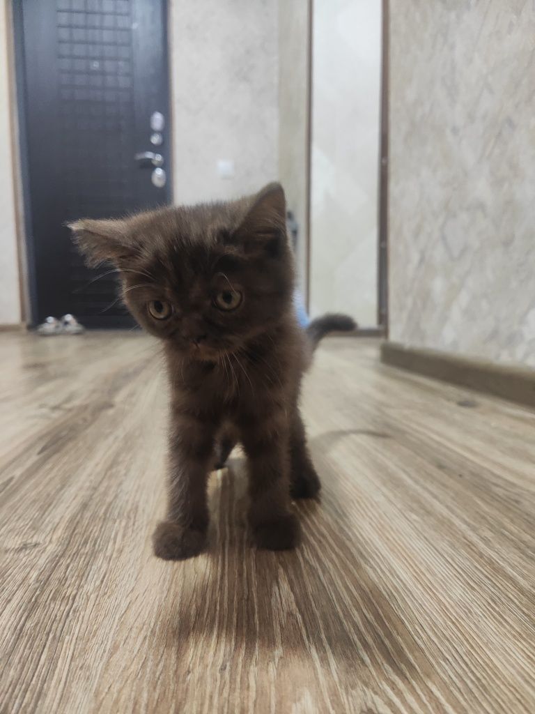 Скотиш фолд, страйт
