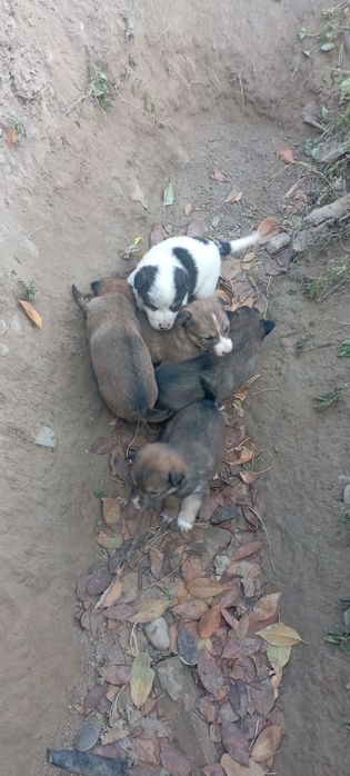 Kuchuk bola it 8 ta bor