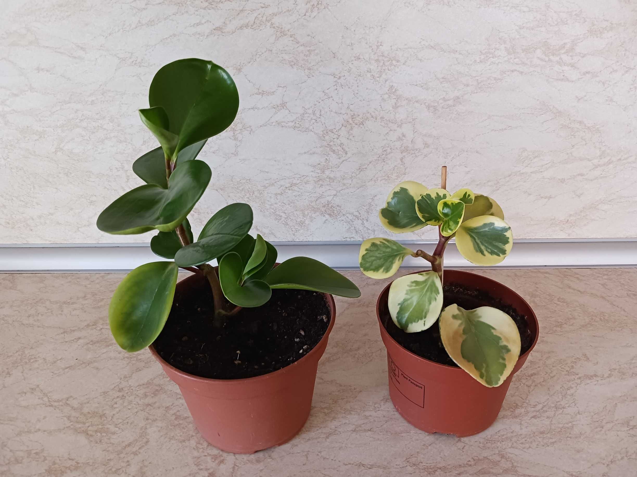 Пеперомия Peperomia obtusifolia - пъстра и зелена