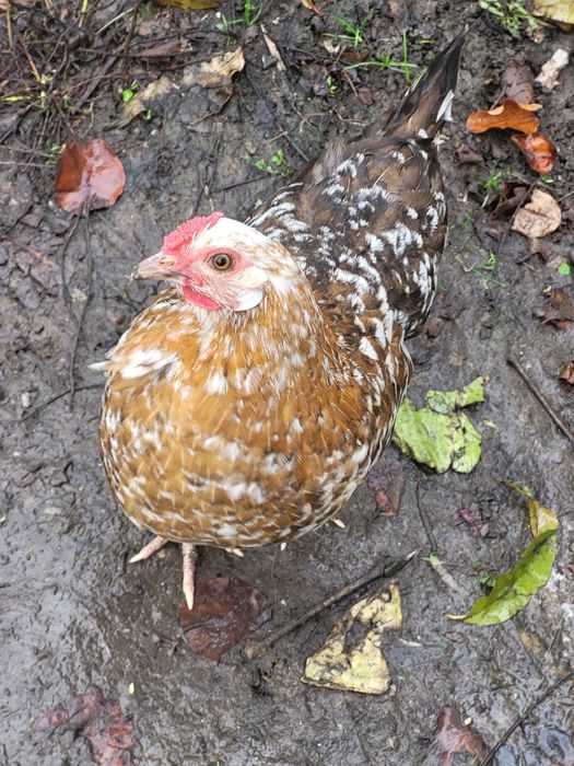 Gainuse si cocoșei pitici