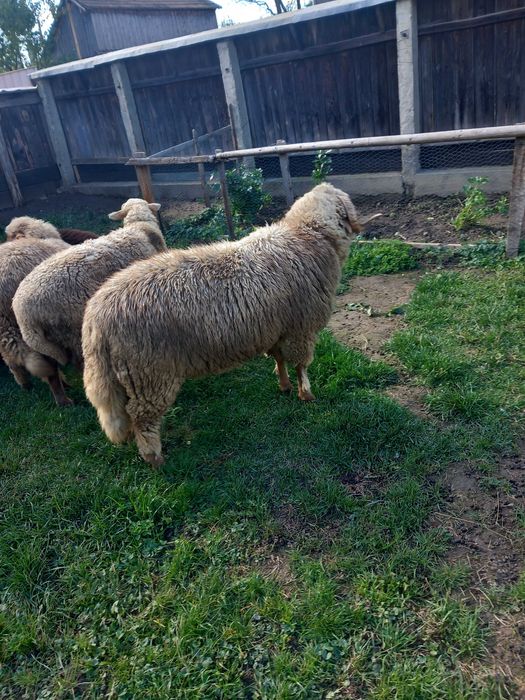 Vând berbec de anul ăsta și mioare