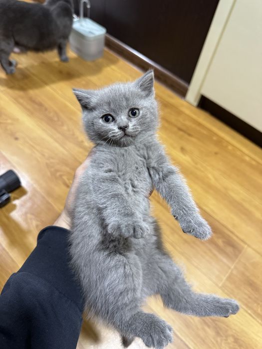 Скотишт фолд и скоттиш страйт