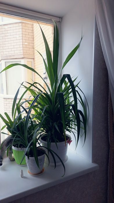 Большой Панданус