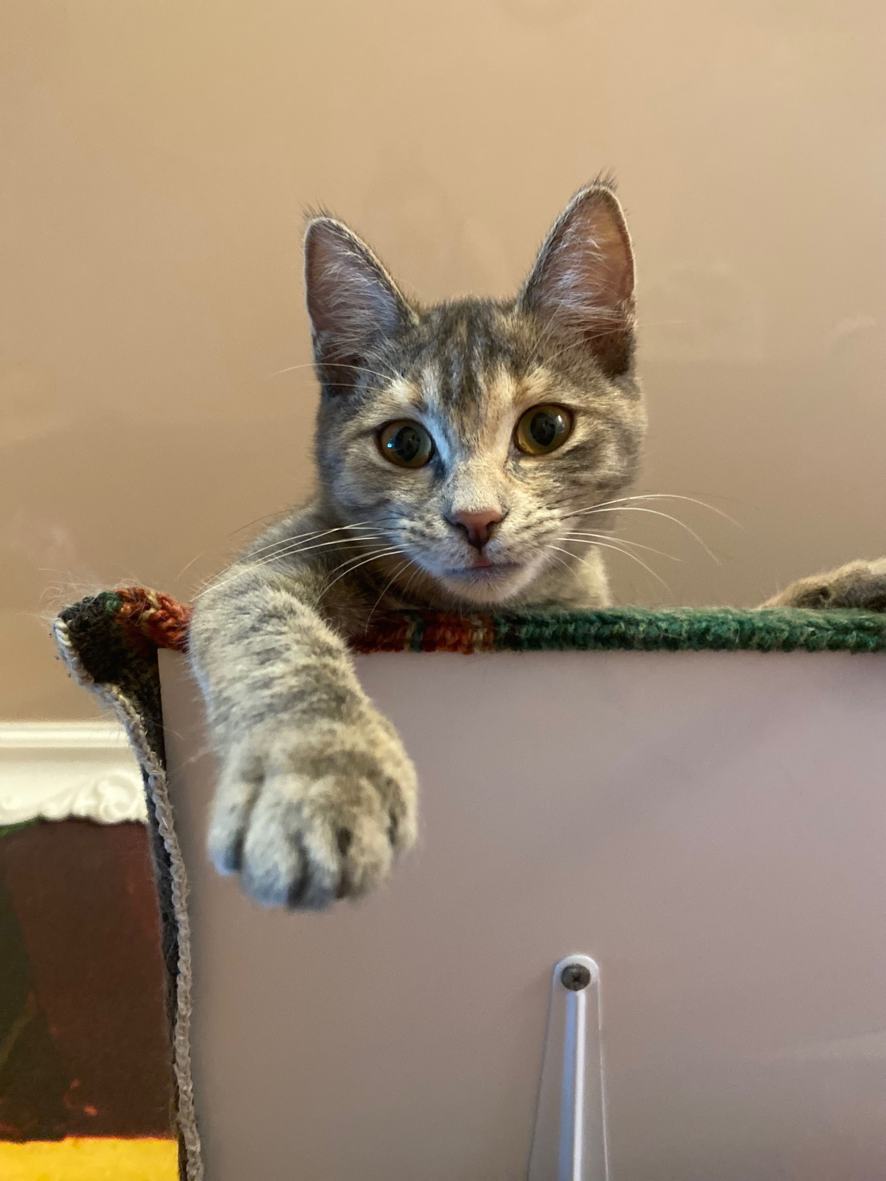 Котенку нужен дом