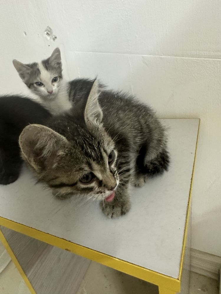 Отдадим Котят бесплатно