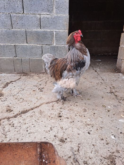 Cocoș Cochinchina uriaș.