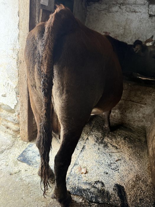 Vand vaca cu vitea angus