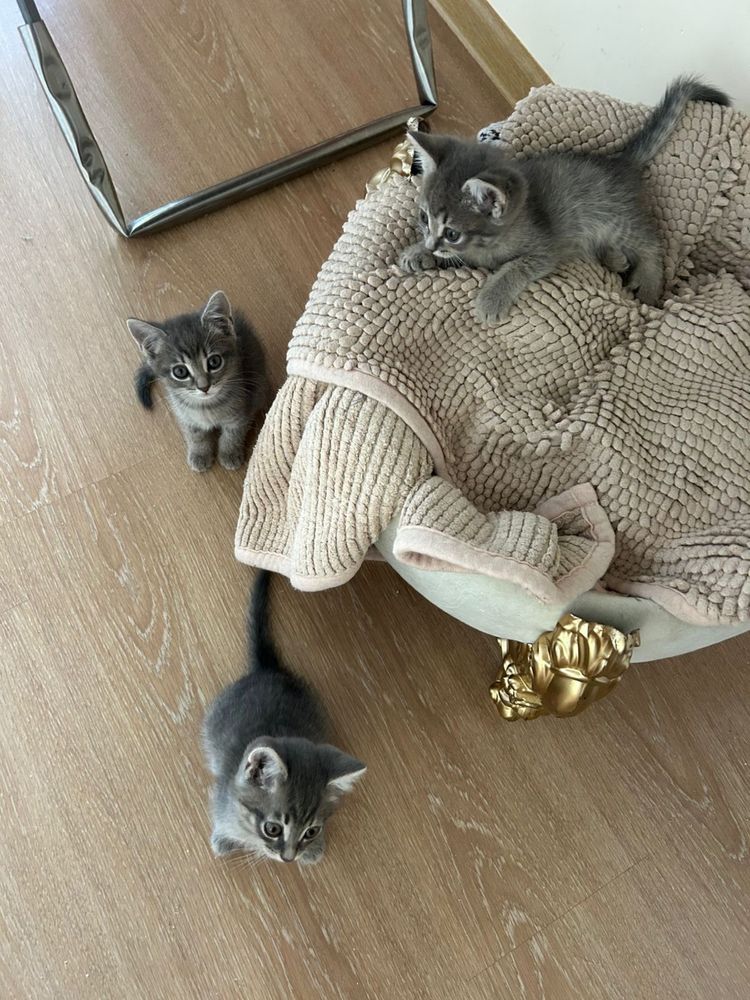 Ищем заботливых хозяев для котят!!!