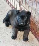 Ciobanesc Belgian Malinois