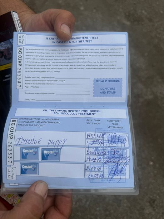 Малтийска Болонка