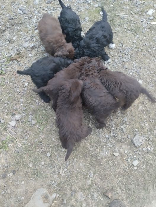 Продавам кучета Лаго