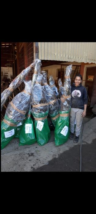 Prun.Ciresi.Mar.Alun.Nuci Chandler Aronia.Trandafiri pomisor.Afin."RO