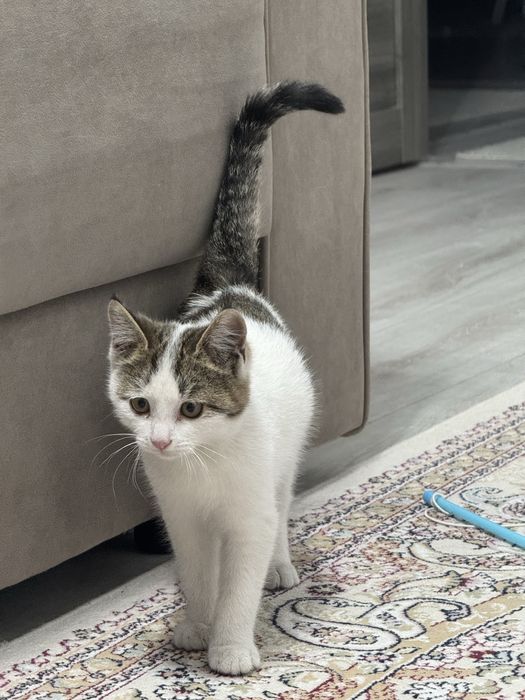 Продам котенка , мальчик, только в хорошие руки