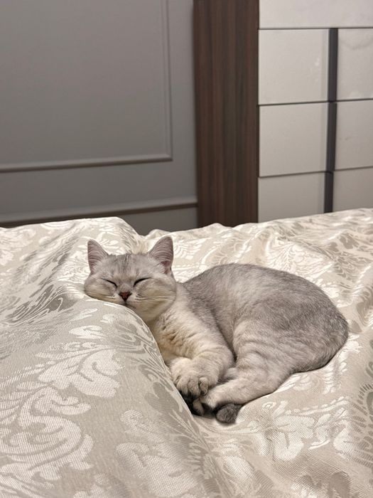 кошка 4 месяцев Британская короткошерстная