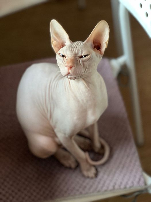 Предварительная бронь котят сфинкса