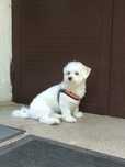 Bichon maltez de vânzare