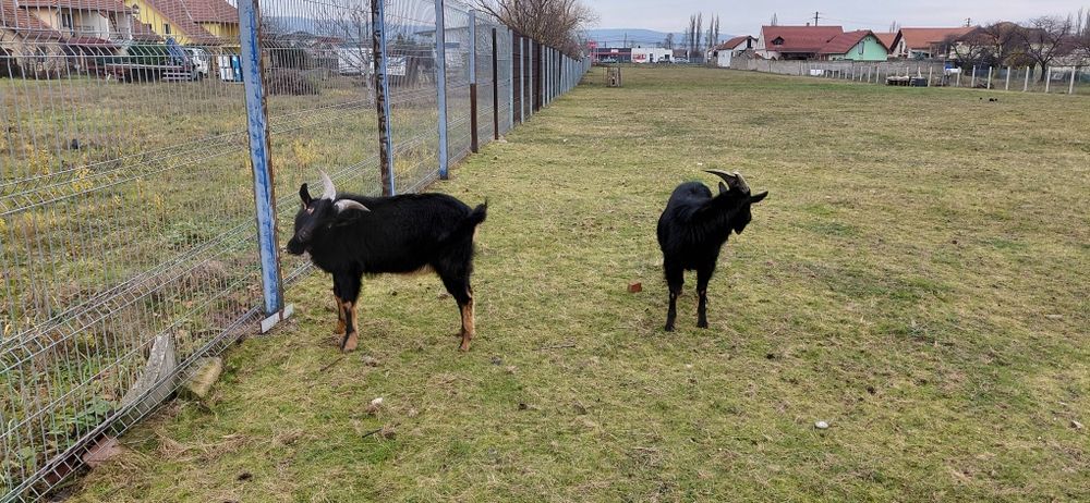 Vand țapi iezi - capre alpin