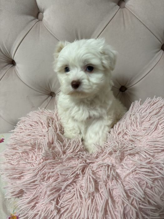 bichon maltez baietel