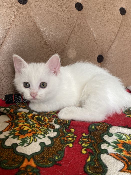 киз пишик, яхши каридон одамга барамиз.