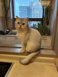 Одтадим Кота британец 3года в хорошие руки