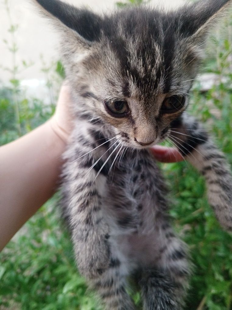 котята в подарок