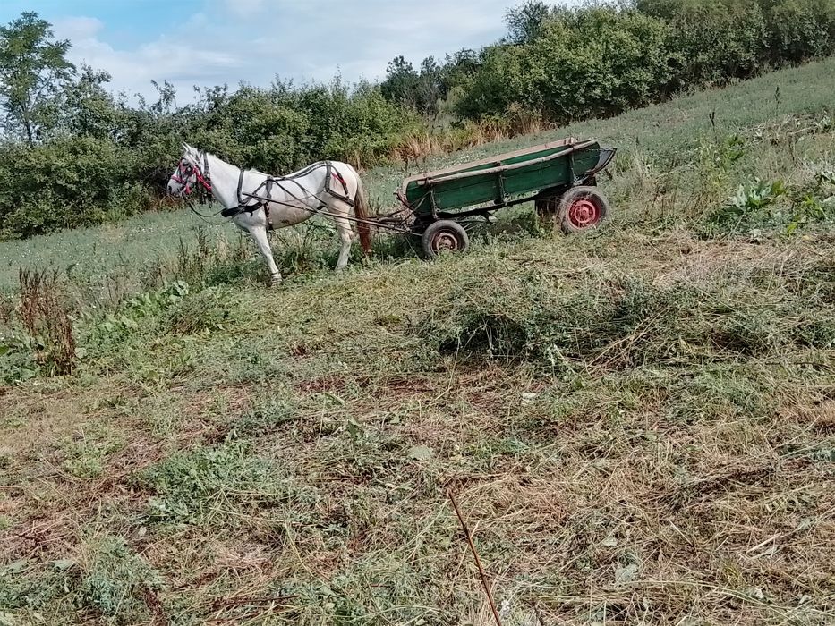 De vânzare iapa de 8 ani