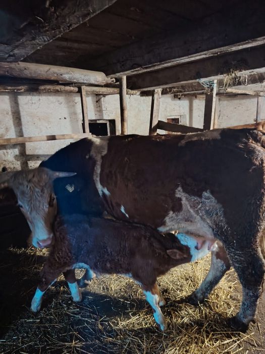 Vand juninci baltata romanesca