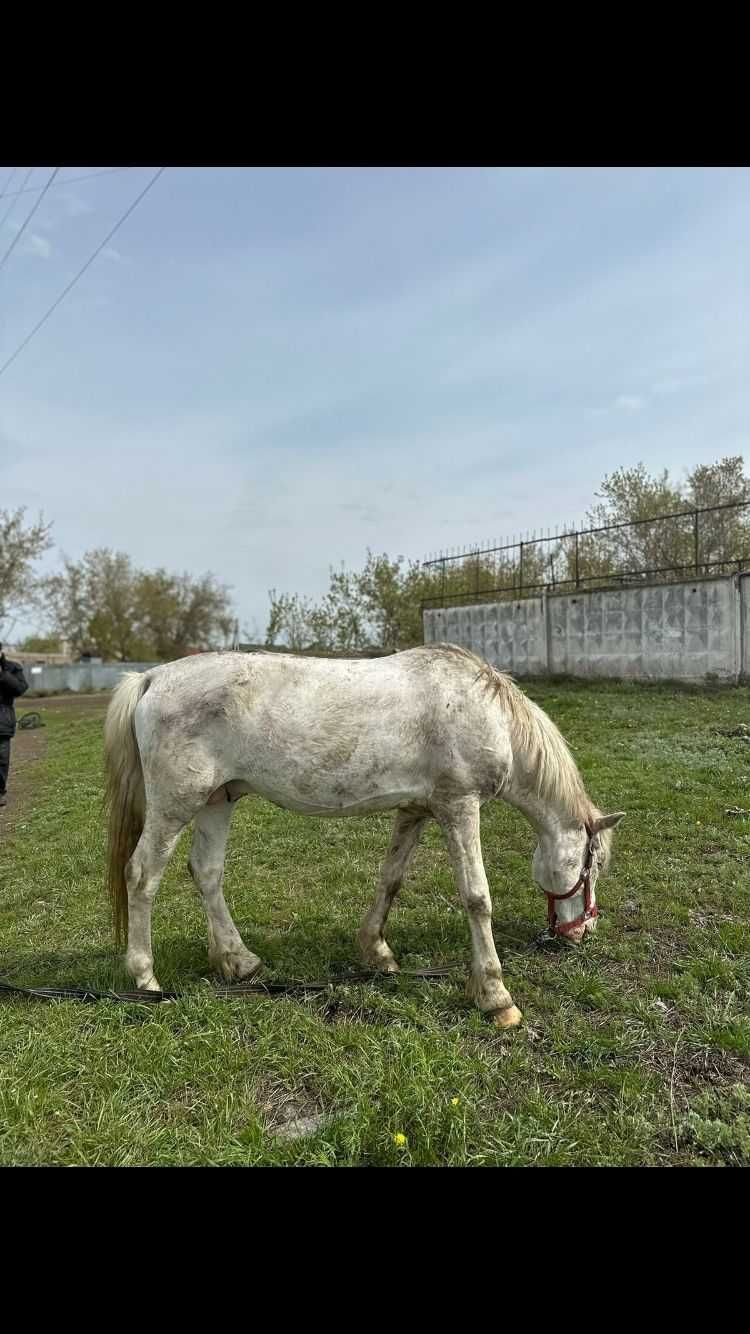 Продам хороших лошадей