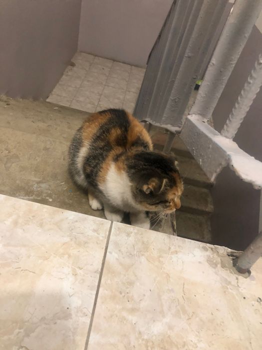 Кошка породистая
