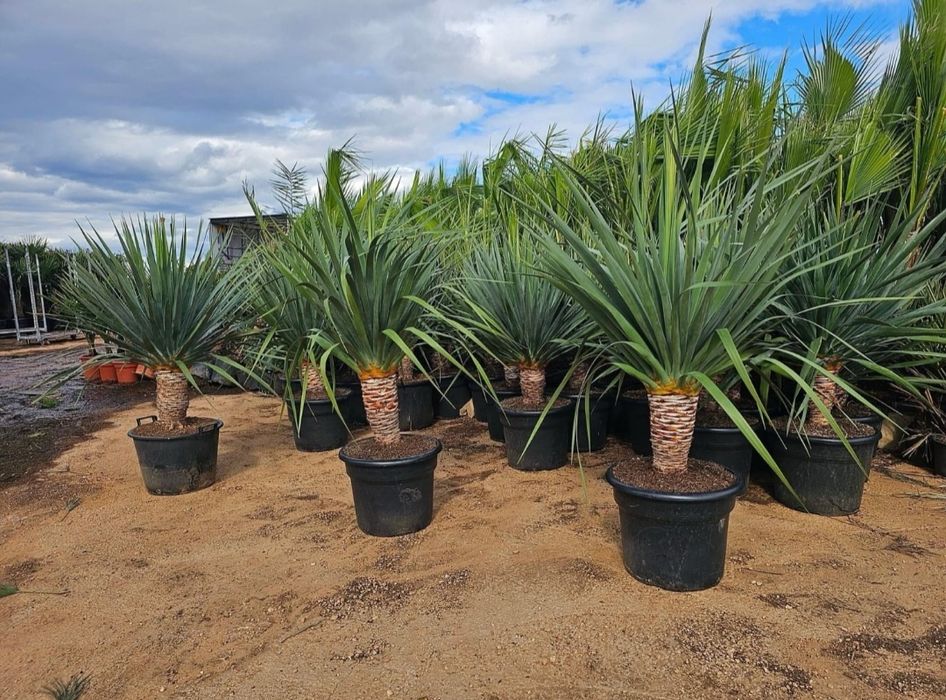Plante exotice. Palmieri Trachycarpus Fortunei, maslin secular, bonsai