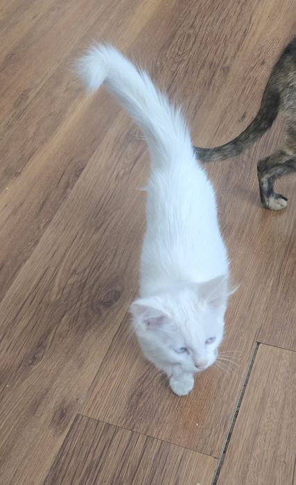 Котят в добрые руки