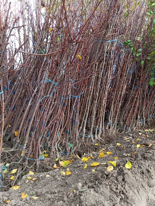 Овошни дървета цена 7лв на дребно