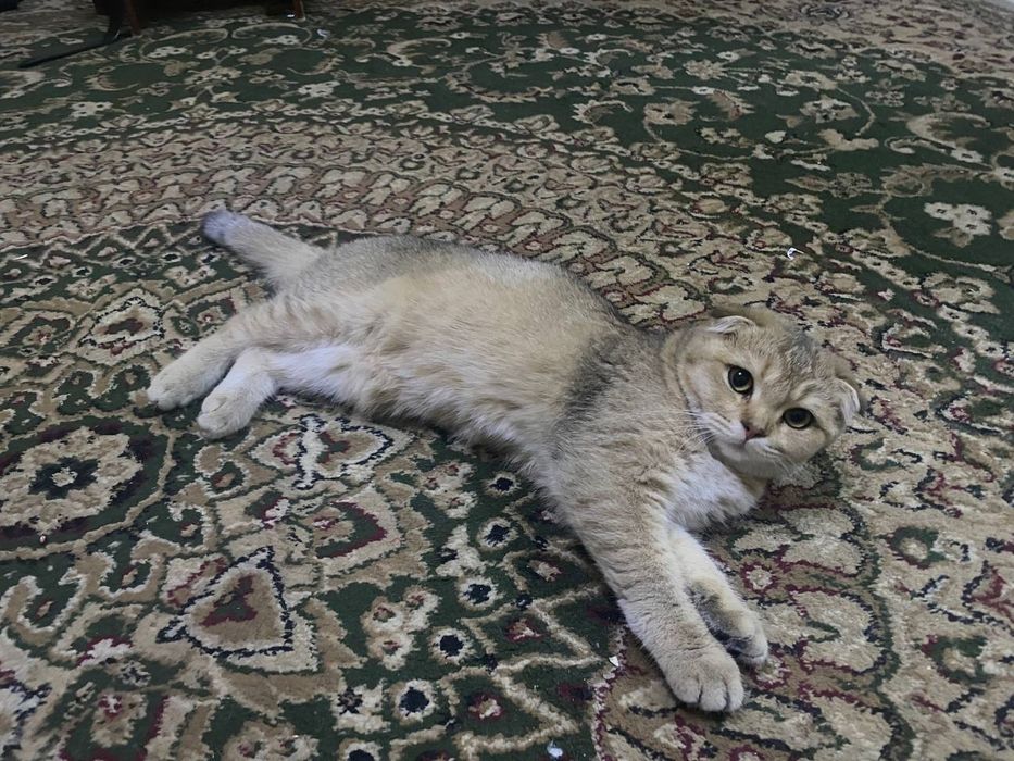 Шатланский Мушук