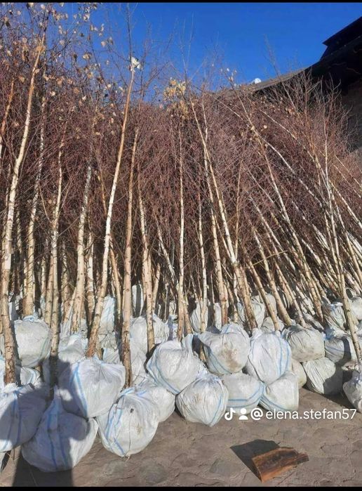 Vând plante ornamentale de cea mai buna calitate