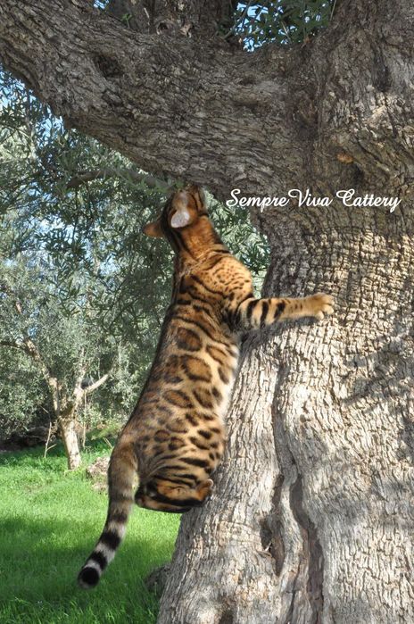 Бенгалско коте мъжко