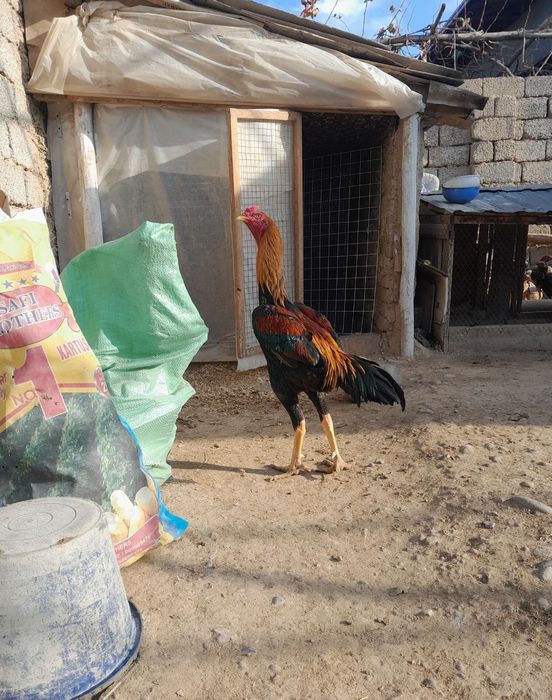 Dakan xoroz sotiladi