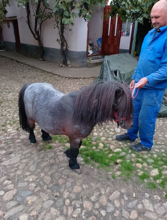 Armăsar ponei talie mica
