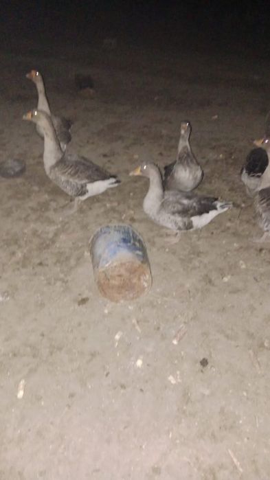 Продам гусей есть торг