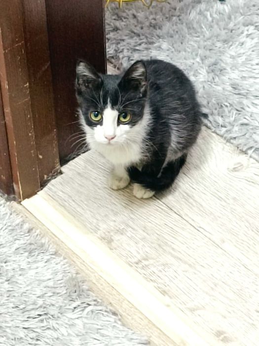 Котята домашние, сладкие