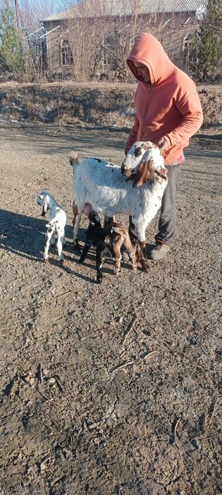 Битал така сотилади