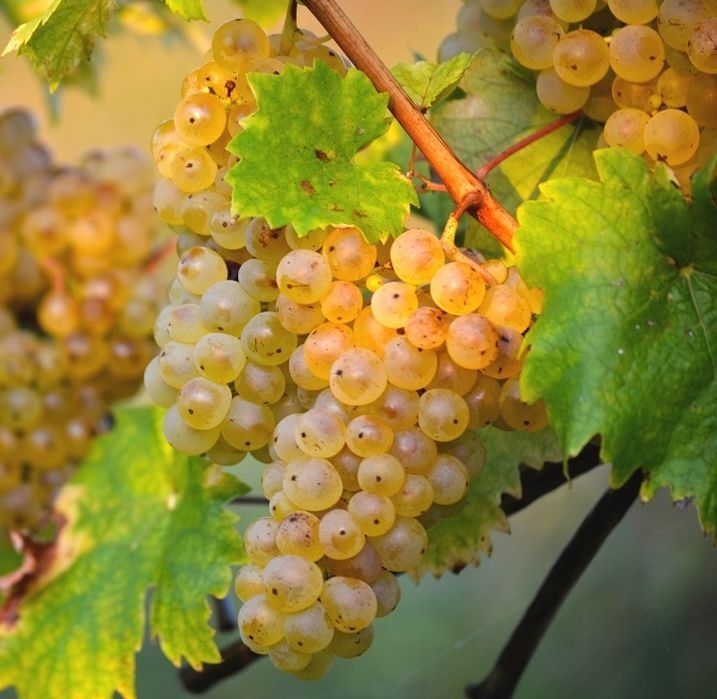 Struguri de vin + Transport Gratuit