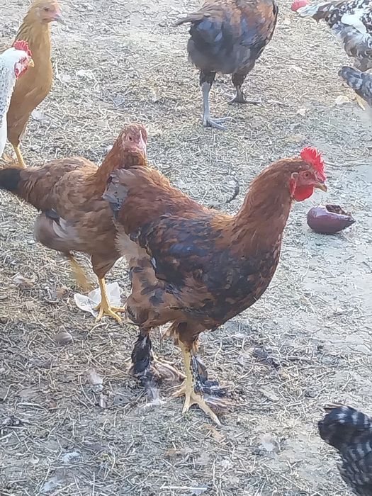 Vând cocoși din primăvară