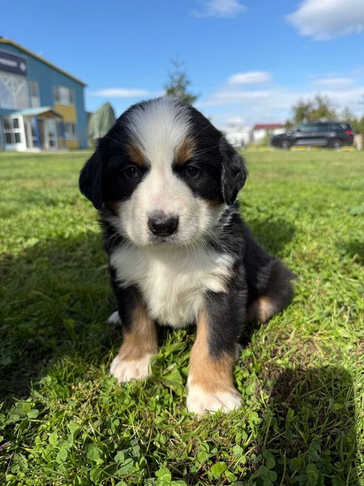 Pui Ciobanesc De Berna, Baiat, Cu Pedigree, De Vanzare