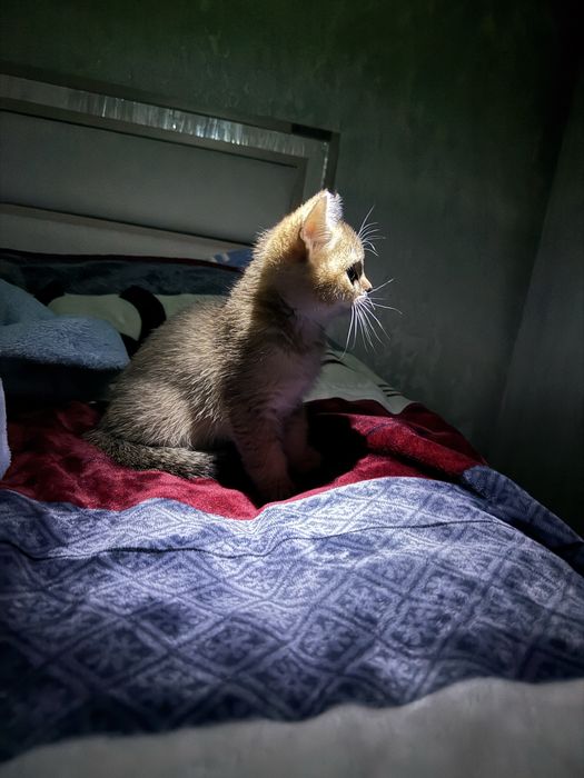 Scotish strite toza zotli mushuk