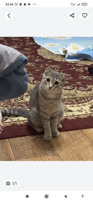 Отдам даром кота , 6 мес