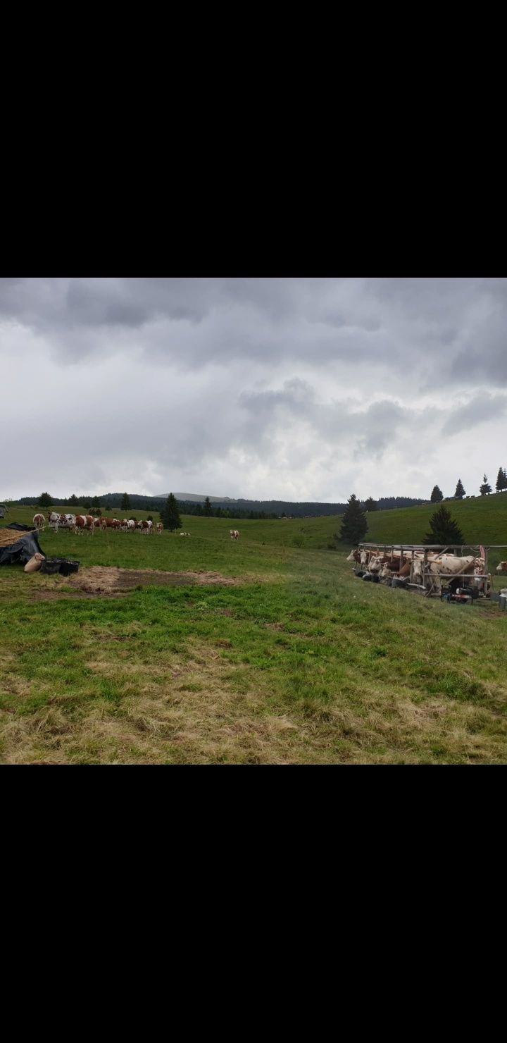 Vaci Bălțată Româneasca