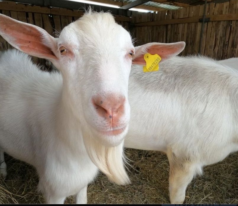 Сауынды ешкі сатылады