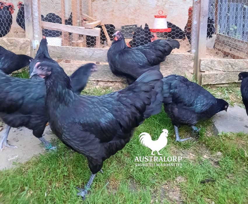 Australorp Negru pt incubat