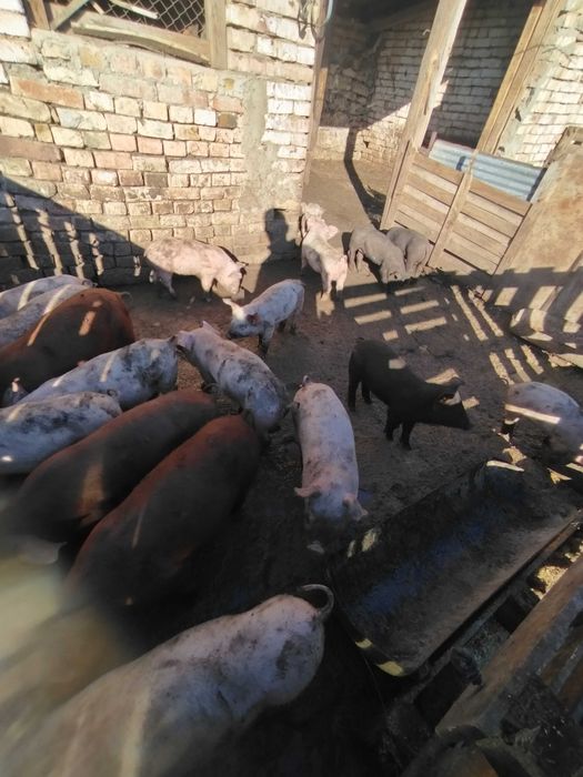 прасенца на два месеца