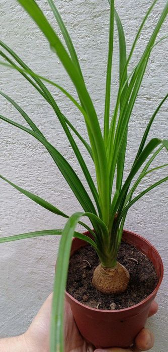 Нолины. Экзотическое растение с каудексом. Цветы для дома и офиса.